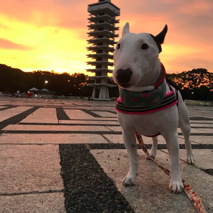 3bb7ea73 07eb 4624 921d 8cc419579cce 1533788037233