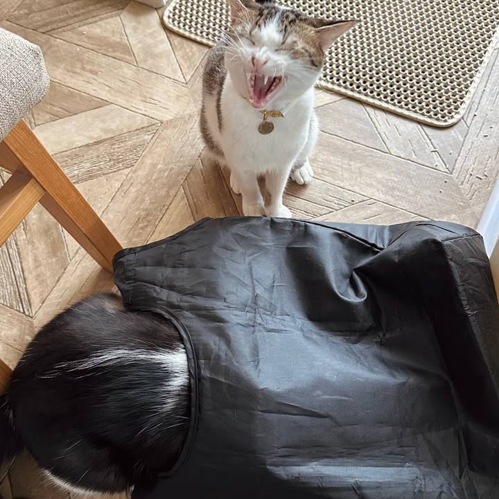 3bbb82a5 3595 4f03 a520 8e8bf0729cd2 1759388680163