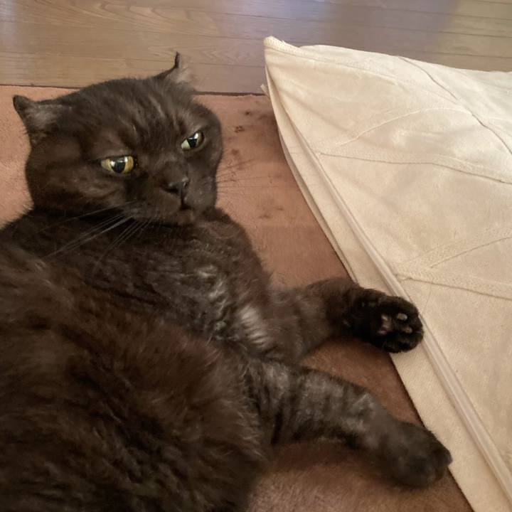 3bbd54c3 8adc 47bf b831 f676e0908490 1591661421927