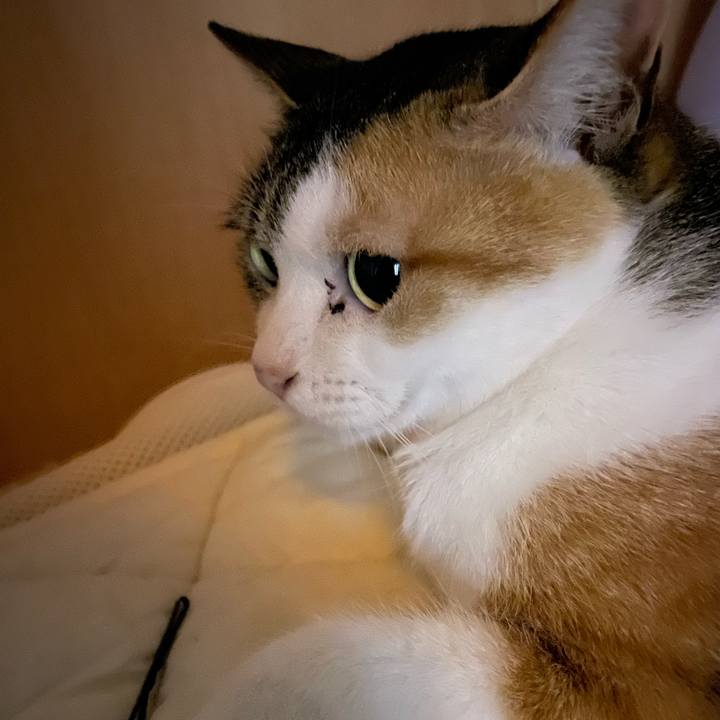 3bbe53ac 164a 4c44 ab5c c4231386b310 1651058186952