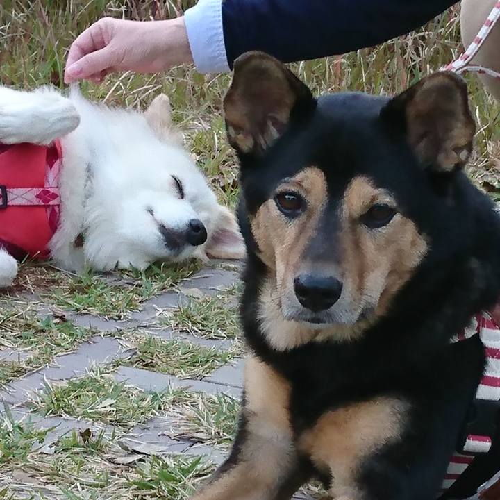 3bbe5599 6186 4572 a2db 4a8e17d51bce 1541719659069