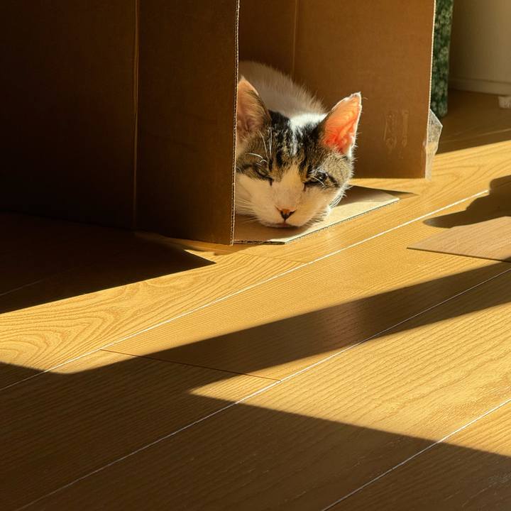 3bbfe27c f14e 41c9 9a77 162bd3e6df42 1762243048389