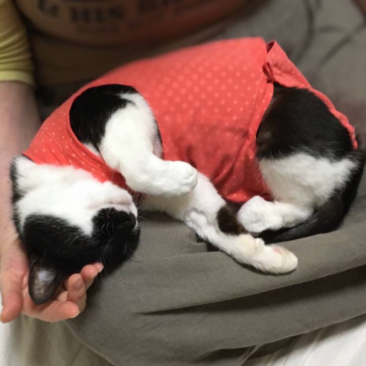 3bc02d1a d161 4358 9594 aba70615b703 1597062756234