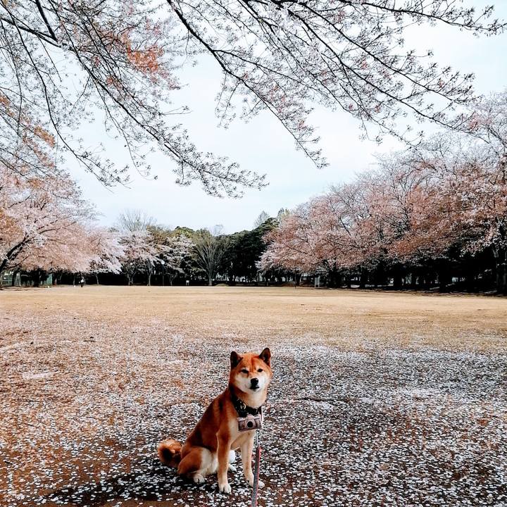 3bc370bb a992 4c6f ab96 58a4ef91c7a8 1586222903769