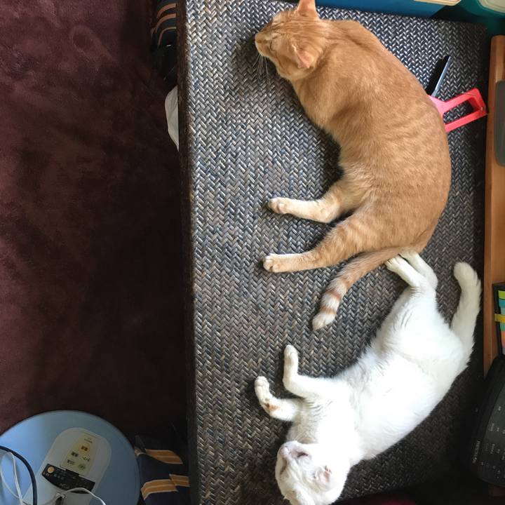 3bc538bc e8eb 4318 bb5b 8df446c3698b 1532299494129