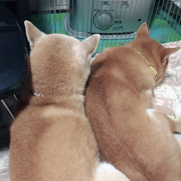 3bc54484 8ba6 473f 9f07 e491d5c3de6c 1513118072769