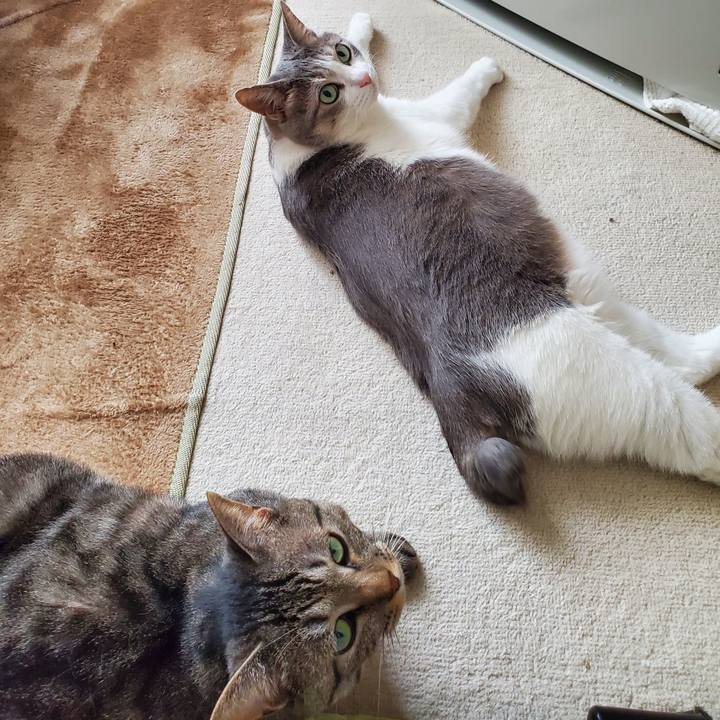 3bc62f66 7093 410d af51 4584bb39bbcd 1744276426256