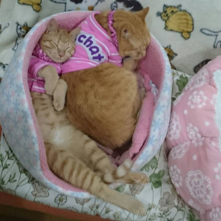 3bc7108b 6f56 45b7 940a 60c6e98f8aca 1546390981333