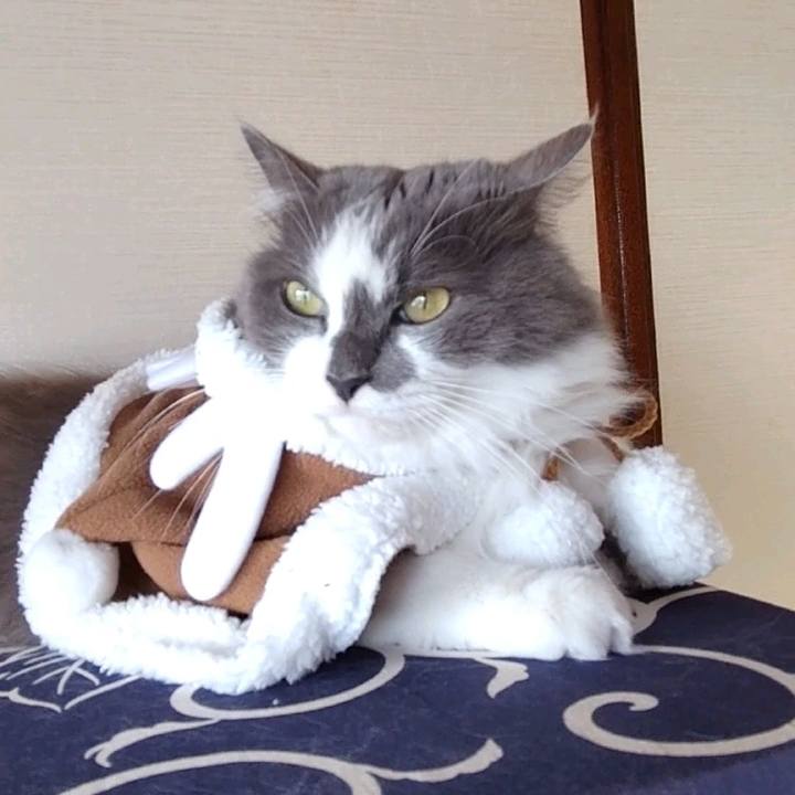 3bca941d 160a 40c9 9b5c 018de75b8b38 1733638992249