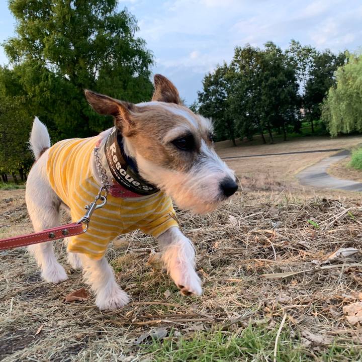 3bcc9ddd ac29 4f53 850f d0296bea11ef 1597745563870