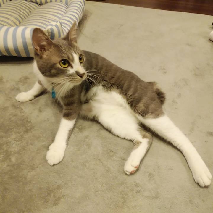 3bccd8f8 cc64 4add bfb1 3c486e633026 1594822789822