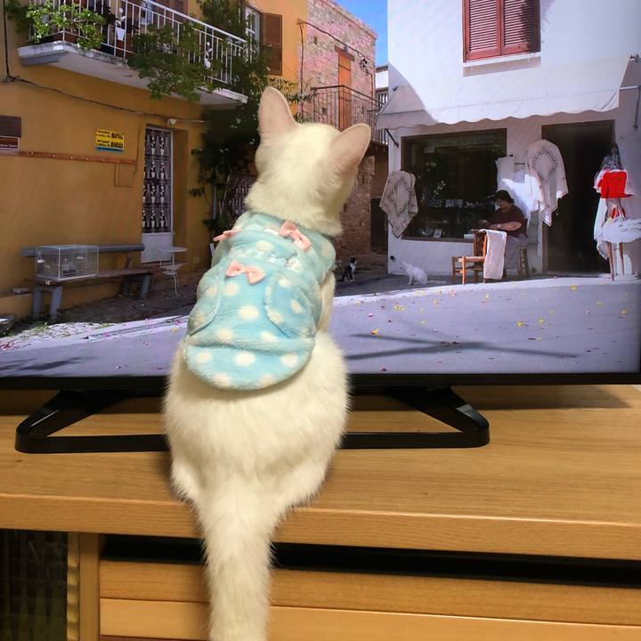 3bcd77a4 13bd 45ea 89e1 6782f57e752c 1539003954235