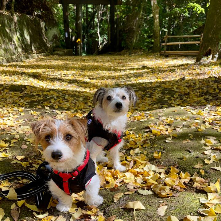 3bd0f10f 8439 406a b8f3 33be052a565f 1763727904175