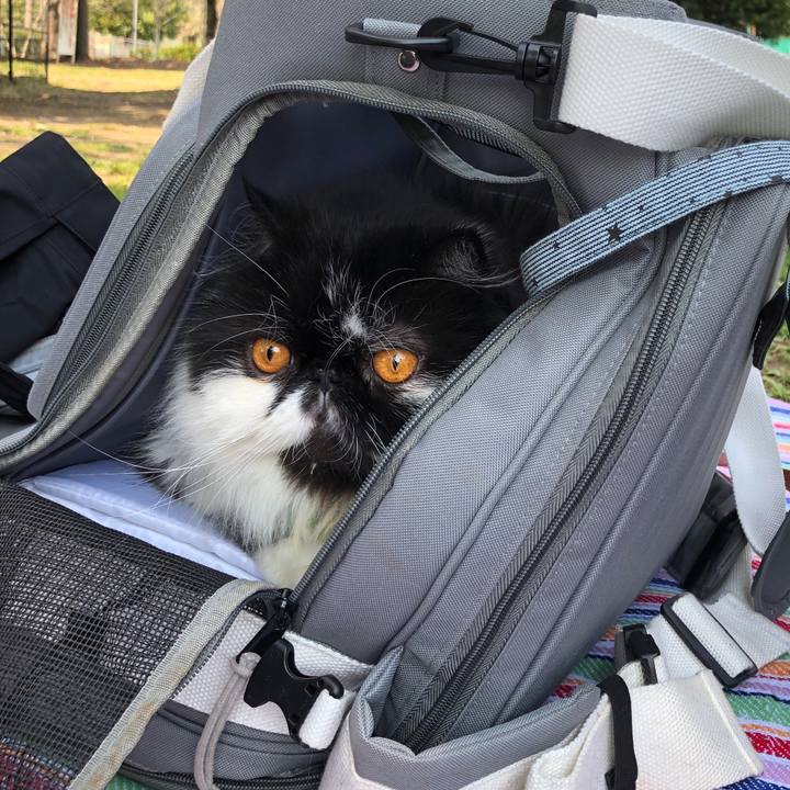 3bd10290 0e2e 405a 8895 a488c66e8c41 1554532431989