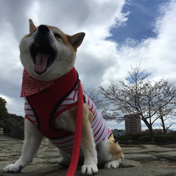 3bd218d7 7457 471c b56f 17ff48471347 1585285608292