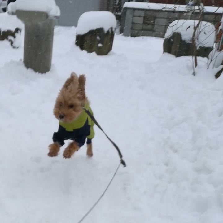 3bd31266 3162 4f93 8396 75683caabdaa 1544235323059