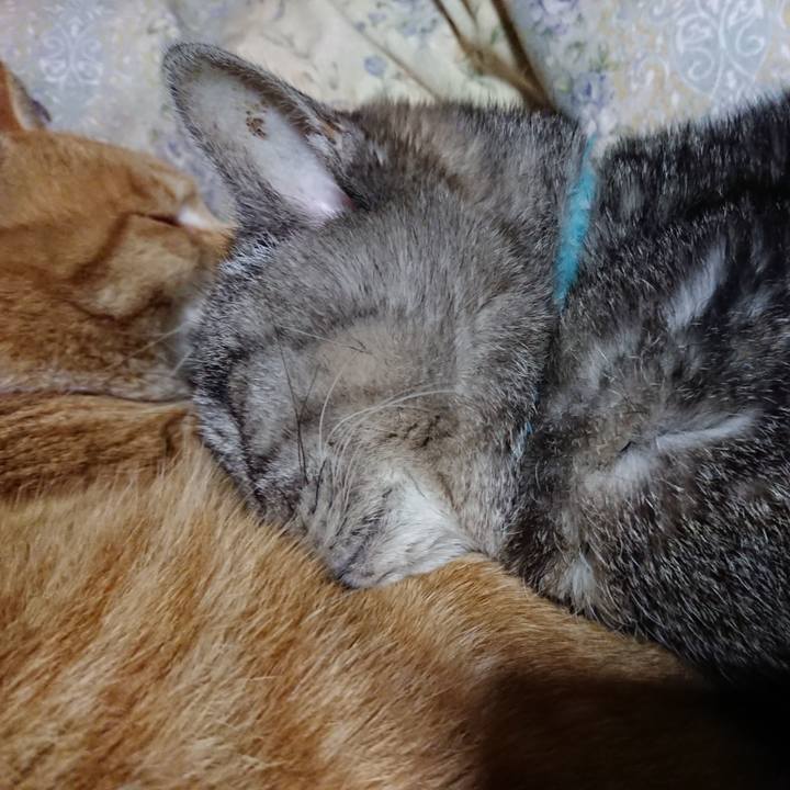 3bd3858b 484c 402c 894e d8e6bb6c19f0 1575806699775