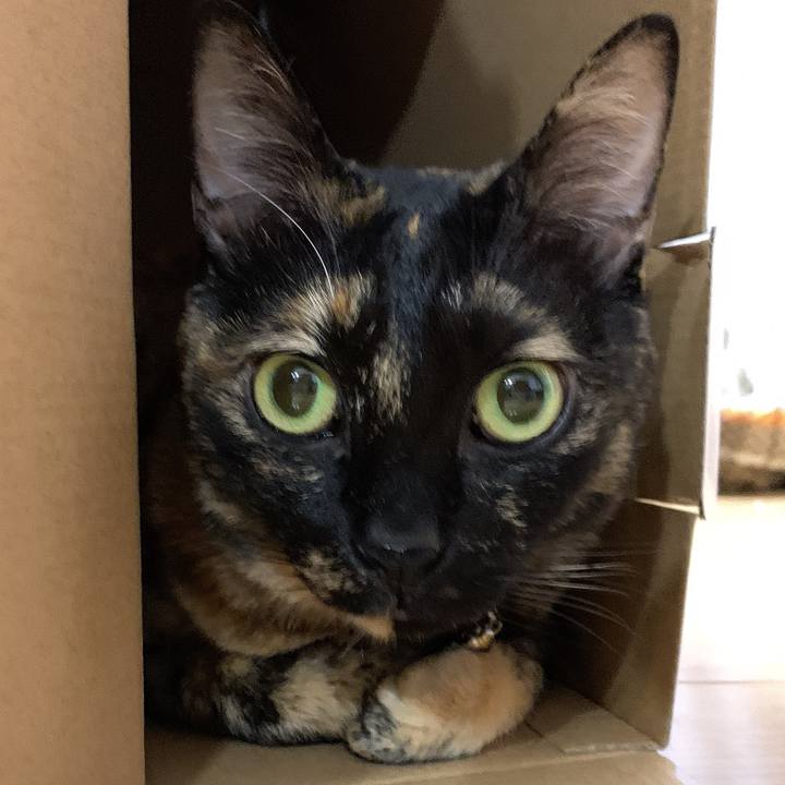 3bd42535 515e 4fc3 85e9 76dcf60111f5 1586230307604