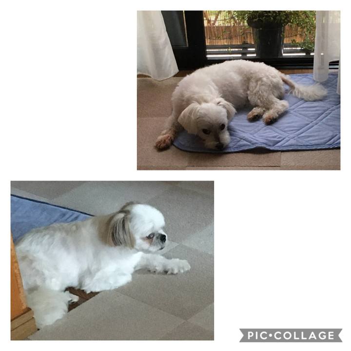 3bd6288c 8092 4c75 bfff e17adceb5df3 1597209382226