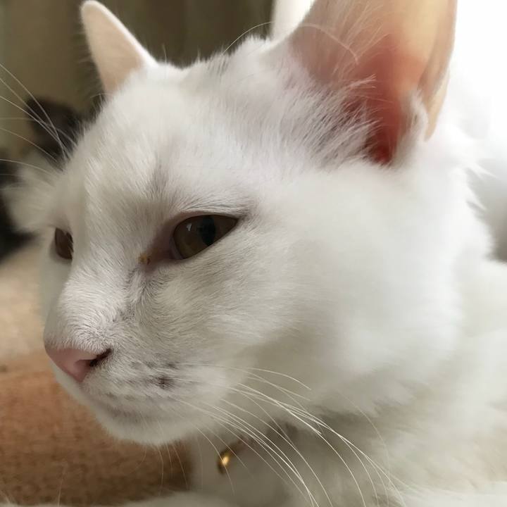 3bd6b268 e1f9 467c a294 f59cc7870c25 1512821802500