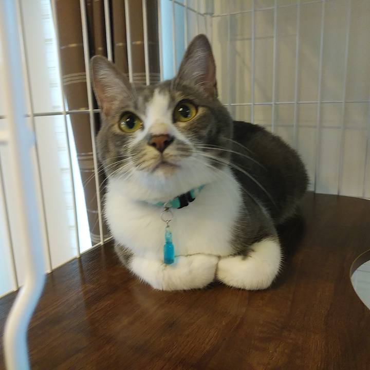 3bd6bcb9 2cb2 4ce4 9ef7 a364b911278c 1592530886600