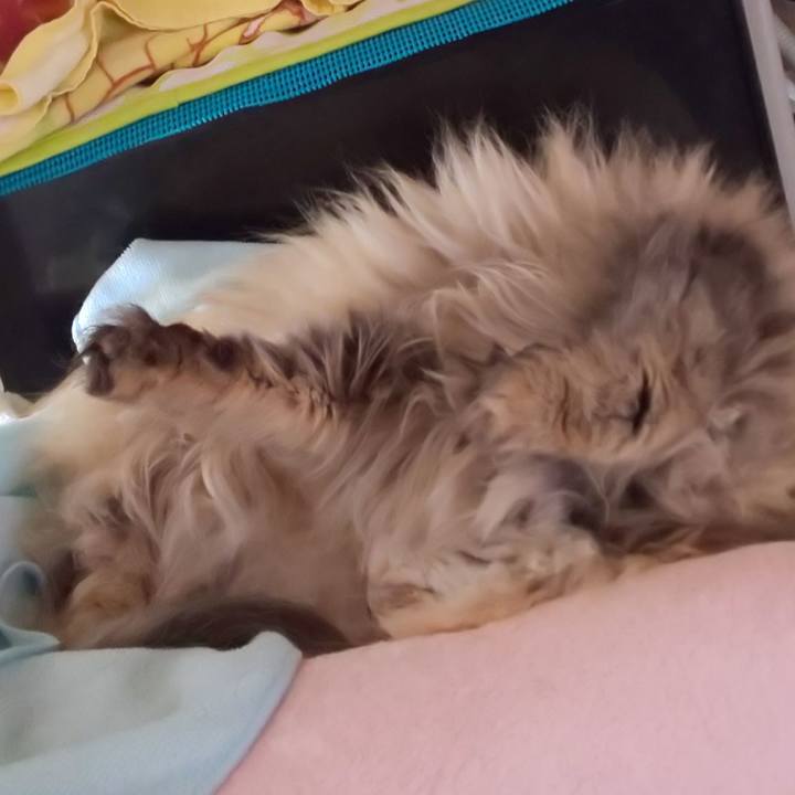 3bd9fe82 e413 47ec b972 a6b7efbcdbc2 1605767078713