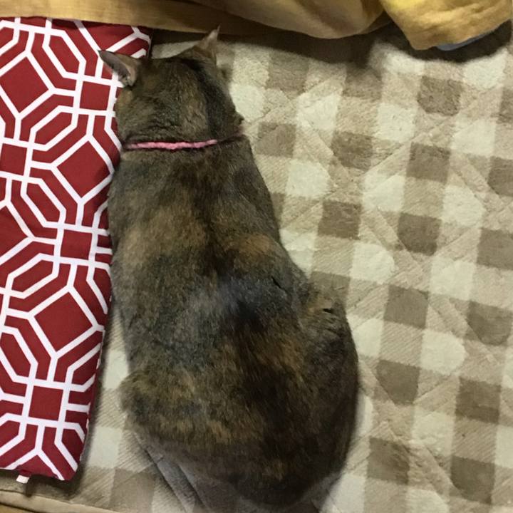 3bdbddda c903 4860 958b 798e0aa6261e 1615187674898