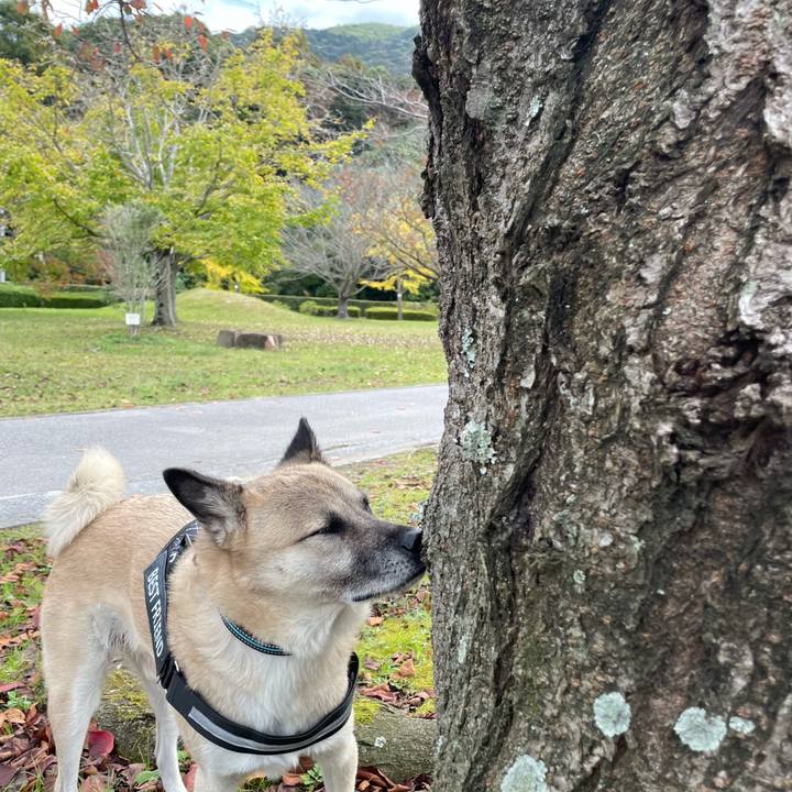 3bdcbf90 521a 4b8c 97b3 02dc26dcf678 1732355697101