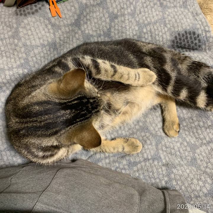 3bdf5341 847e 4087 91a9 cd5fbf652b8b 1589458657816