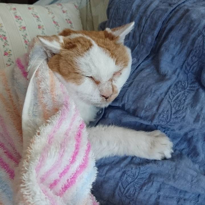 3be77845 11cf 42ca a73e 34dedfcbde4d 1762676063983