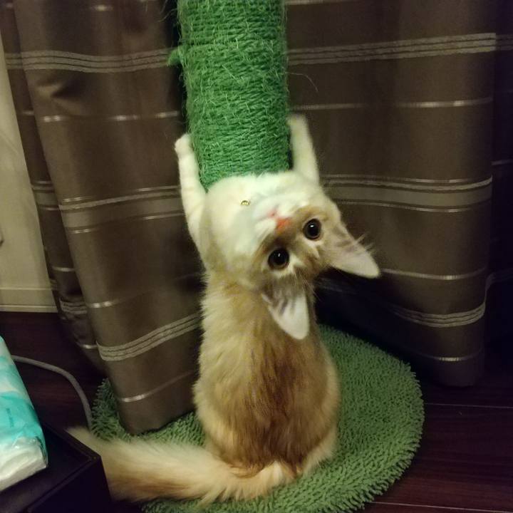 3be8c44c 541d 40a9 9124 19a9b0a18408 1609106228678