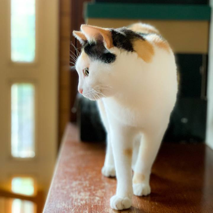 3bee3928 4929 4ead 8450 564ef676e147 1592706061557