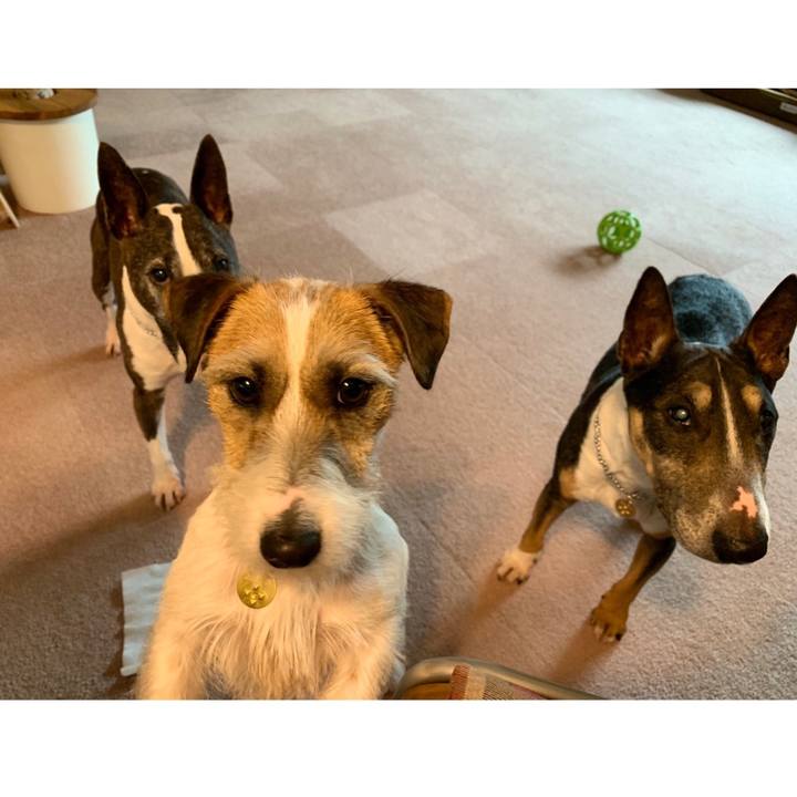 3bf52d90 8a4e 411c a650 65d350dc19dd 1587455464239