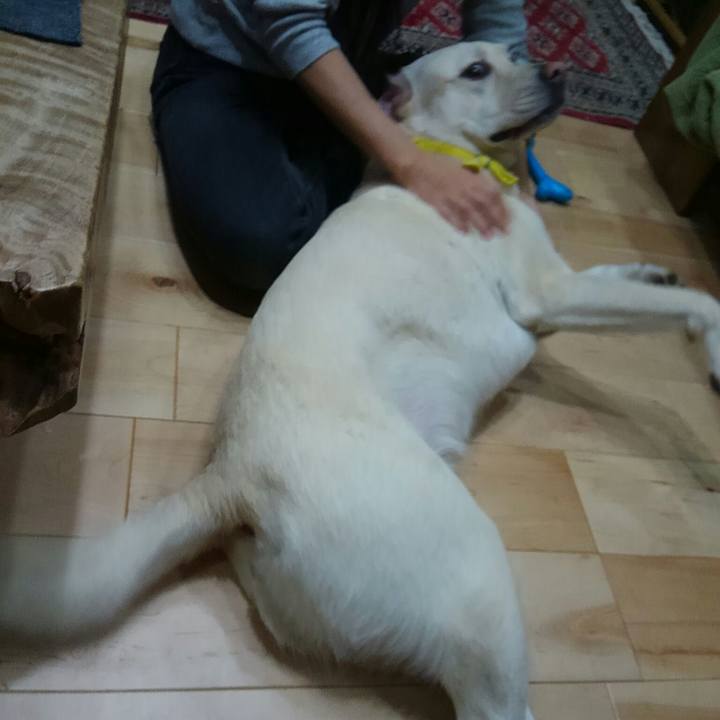 3bfc62bd 8c11 4689 9435 b584bc209096 1513250605281