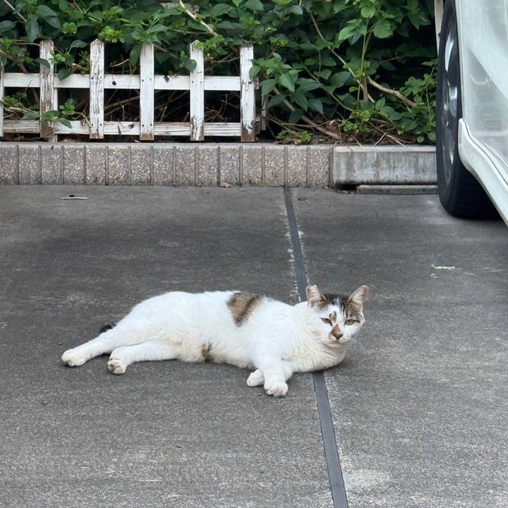 3c030743 fe4d 4512 910a 99879a20ef3b 1755652025980