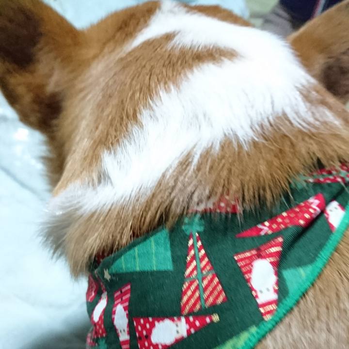 3c03b5bb db3f 43ce a23d b53860a94a63 1576012981189