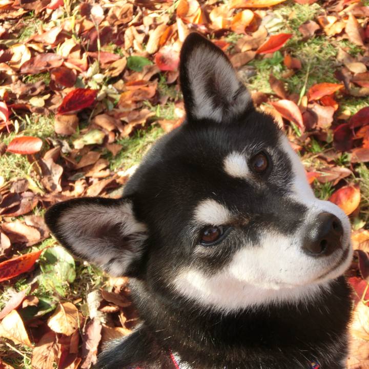 3c0590e9 f750 4d54 bd80 b110df3ae41c 1508984433056