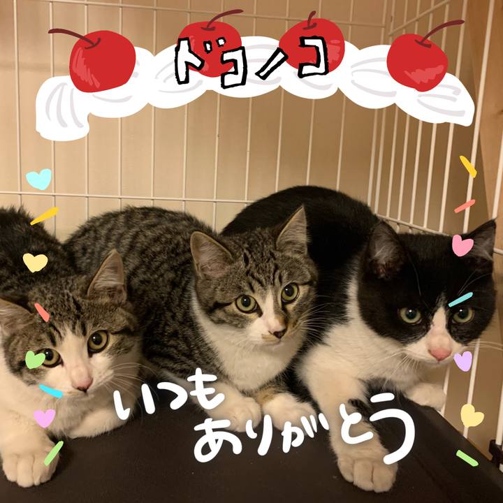 3c079b6f cffe 40da 87d5 8fc70f8f11d1 1685995768678