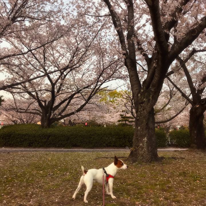 3c07b6f4 929a 402d 84e1 86279eb7d1a9 1522587021345