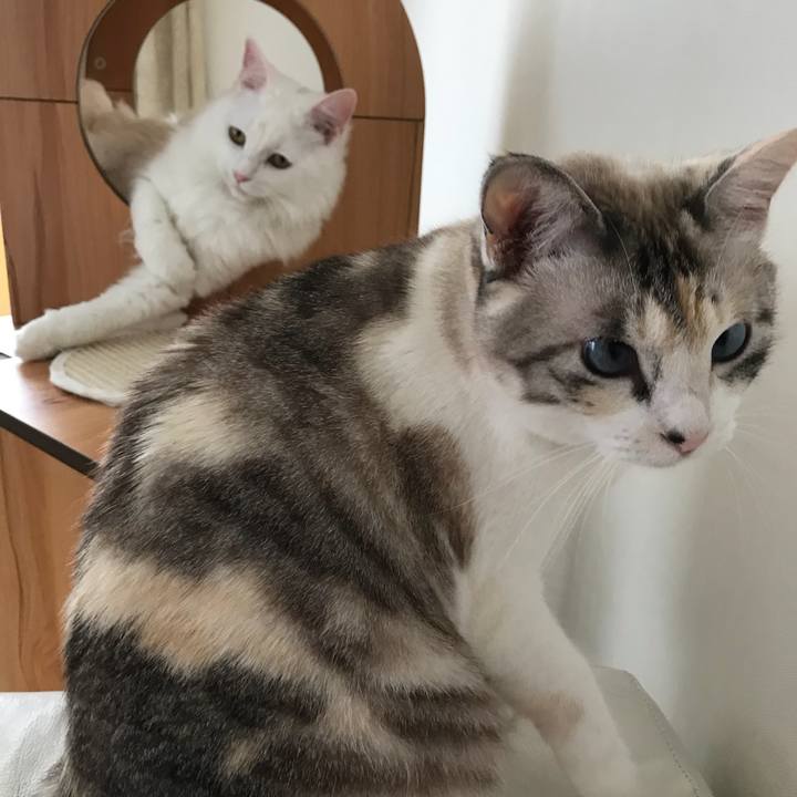 3c0a2629 f2eb 4874 8b90 7ae85986a2b9 1529381896533