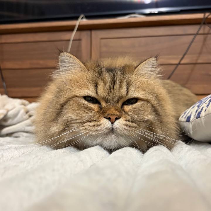 3c0a5a8f de51 49ec aa12 738a267bca2a 1765027188367