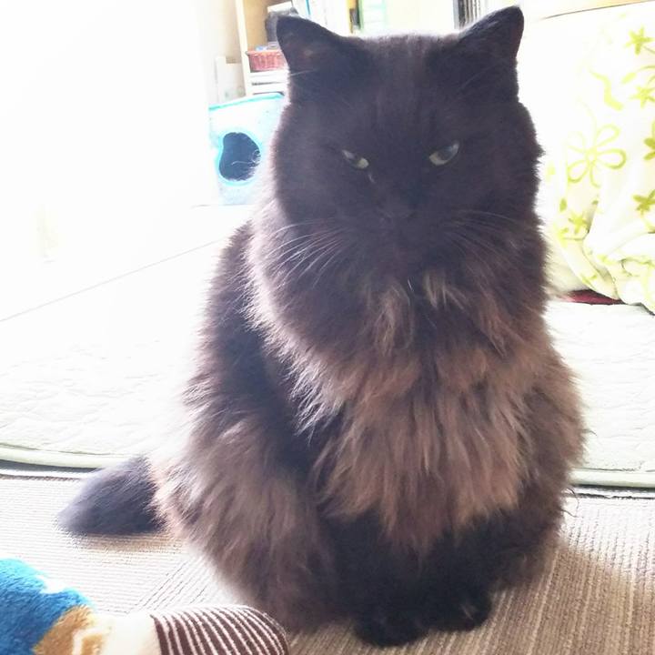 3c0c38c9 a11f 41b2 b458 a77f0dd7b9db 1511481536506