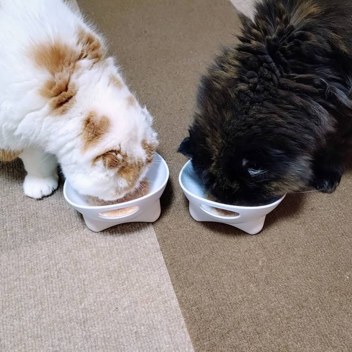 3c0e98d7 fdc1 4f9b 8e03 b618a50820df 1763995712785