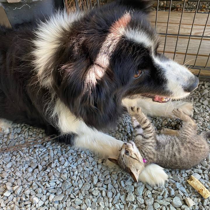 3c10ed3f e922 4cb3 b01e 088e7dcae4ea 1597452918472