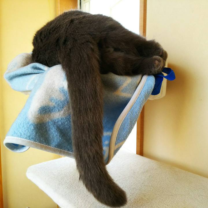 3c14fbef 47a3 4e8d 8493 11be8e2d9841 1522476389257