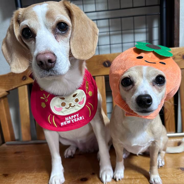 3c150b07 1aac 4c4e a326 6403e9b2bb61 1705297397068