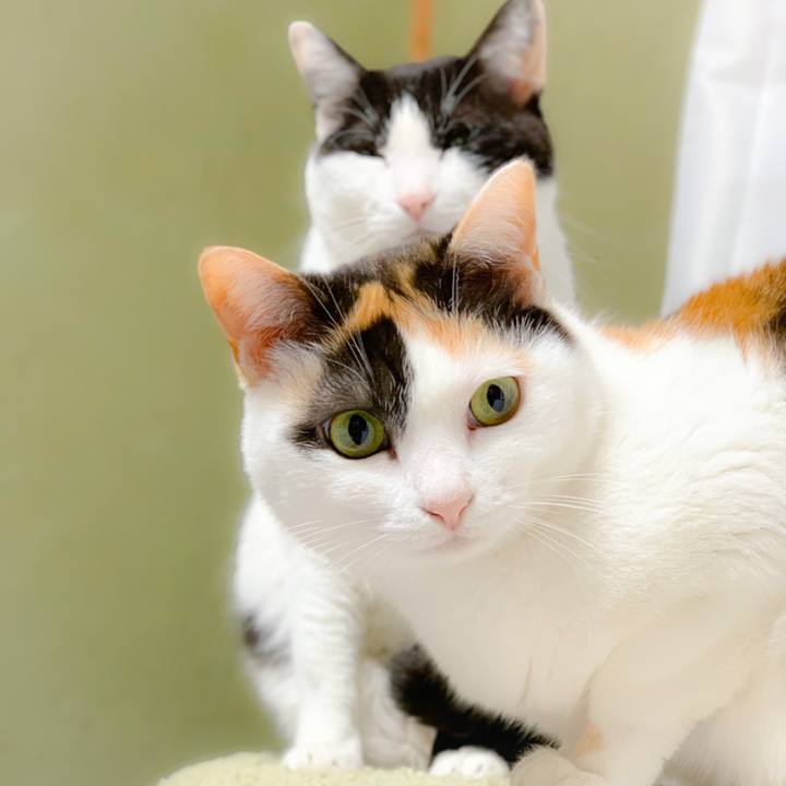 3c15b68a 7a6f 4a7d 90ad e46c4d67567a 1557978291509