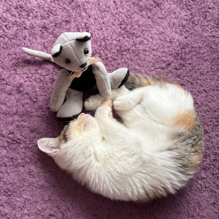 3c18c086 25f9 4d97 8fc8 6202683fbb25 1766067996551