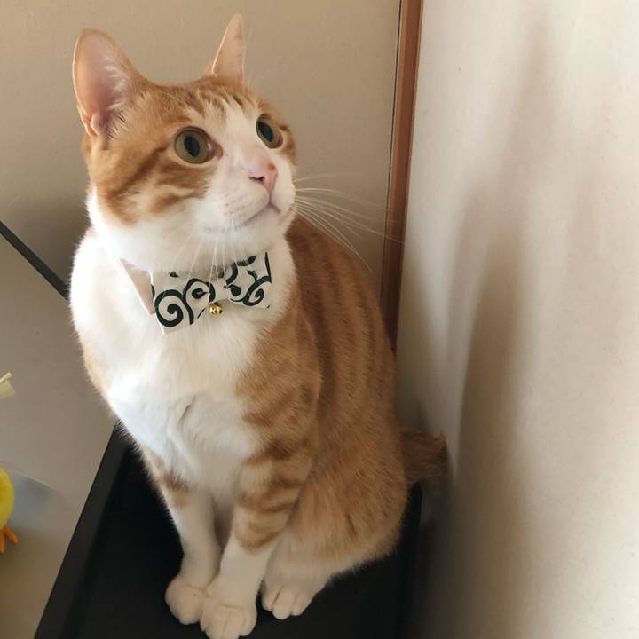 3c1a905b 8e6e 48ca bce5 b174fe6a33d3 1547695906702