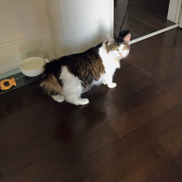 3c1b80b5 a00c 449f ae37 bfe979597602 1596531646147